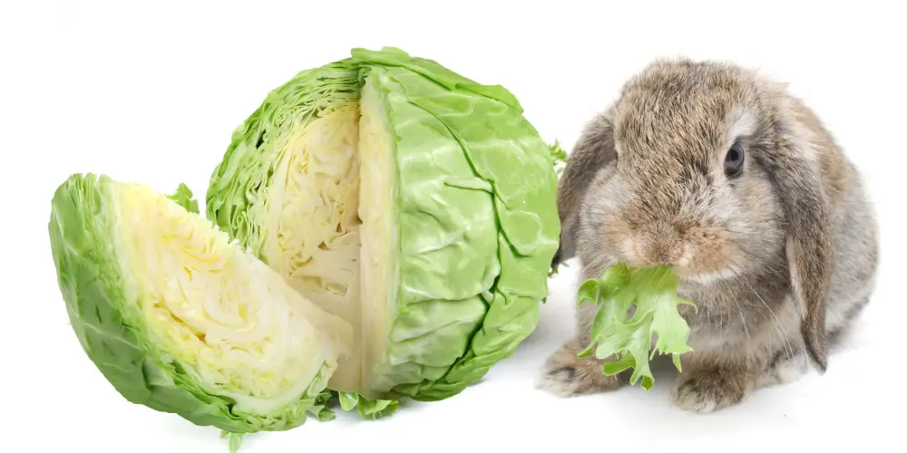 Can Rabbits Eat Cabbage article featured image