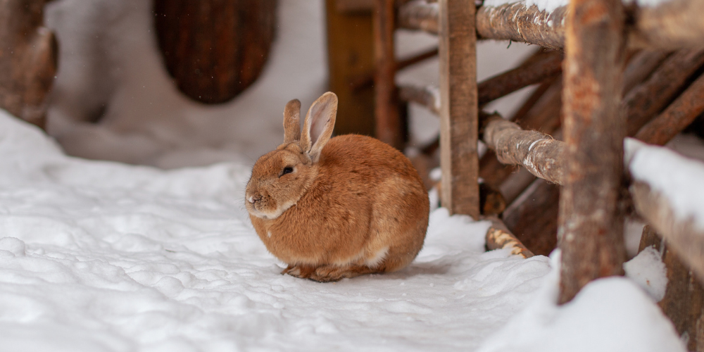 Can Rabbits Freeze to Death article featured image