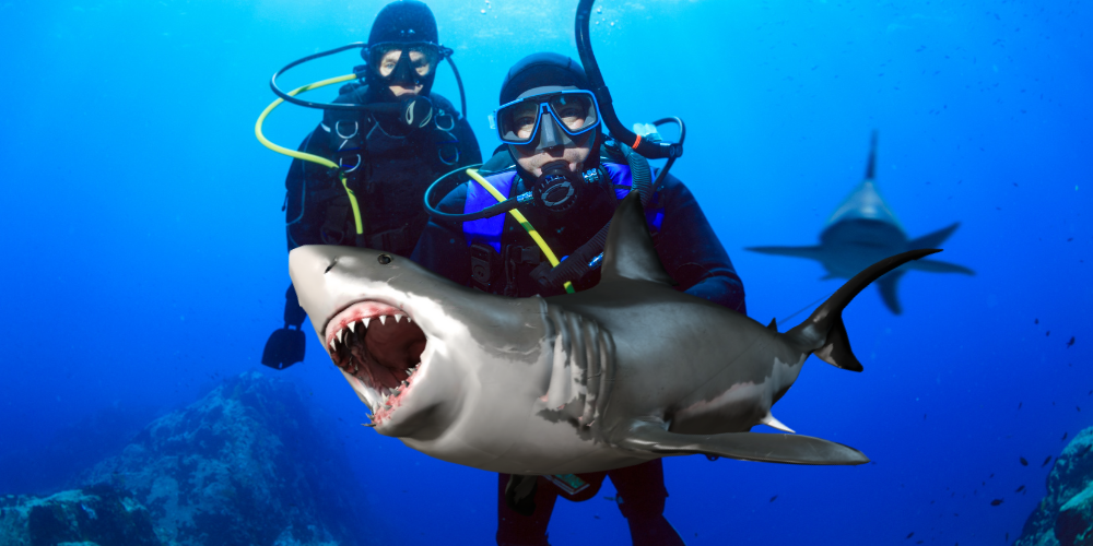 Do Sharks Like Being Pet article featured image