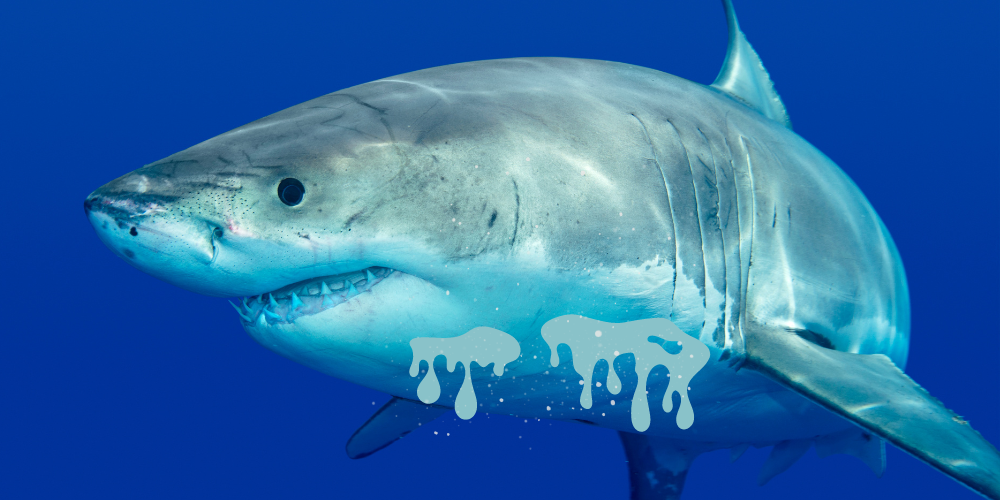 Do Sharks Pee Through Their Skin article featured image