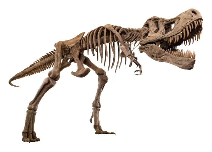 T rex dinosaur fossil