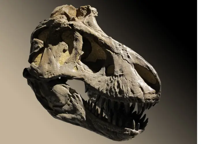 T rex skull fossil