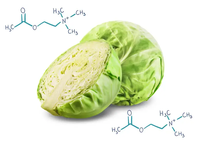 a whole and a half cabbage with molecular symbols