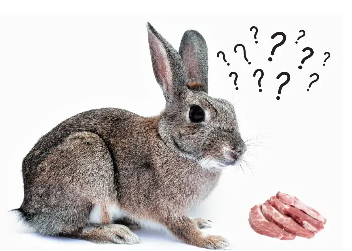 can rabbits eat meat image
