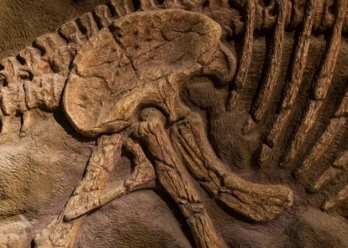 dinosaur hind leg fossil