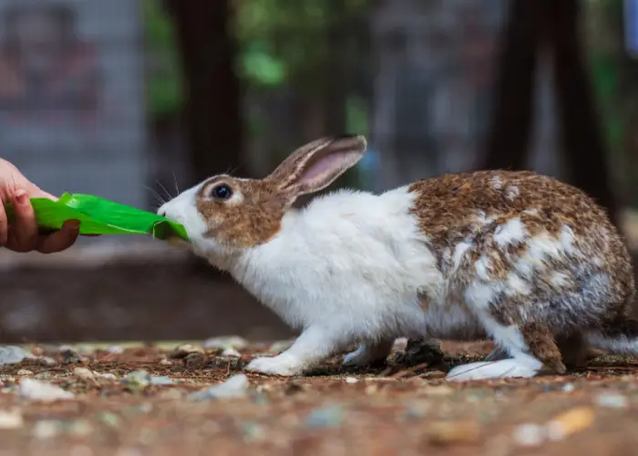 feeding a rabbit a cabbage leaf