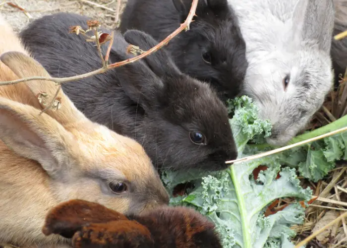 feeding  rabbits vegetables