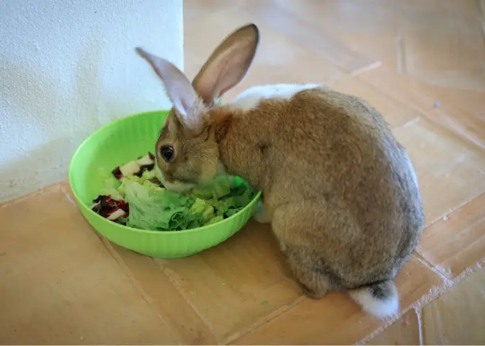 rabbit eating lettuce