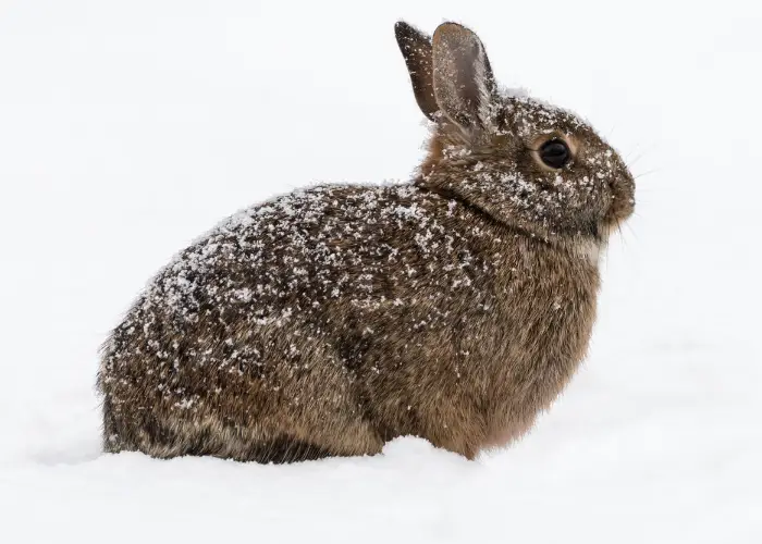 rabbit in the chilly snow