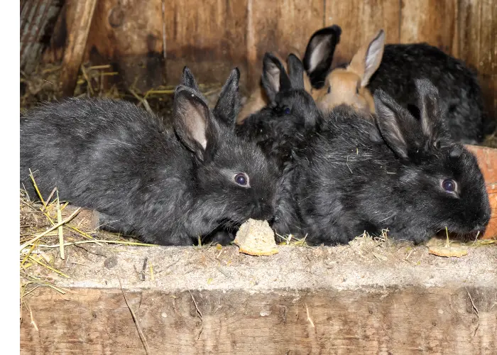 rabbit in the hutch