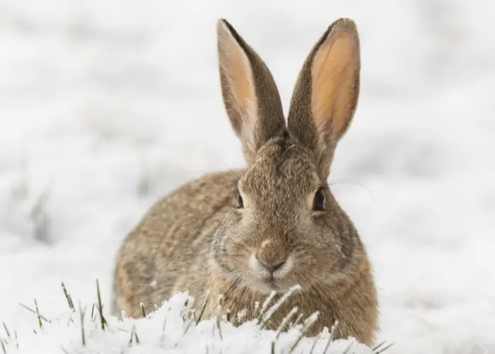 rabbit in the snow