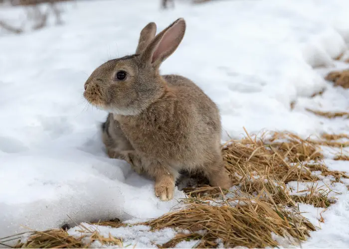 rabbit looking for food in the snow