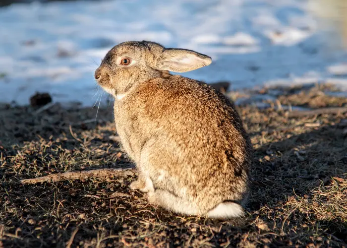 rabbit outdoors in winter time