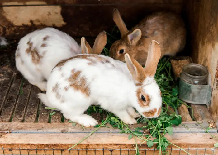 rabbits eating in their hutch