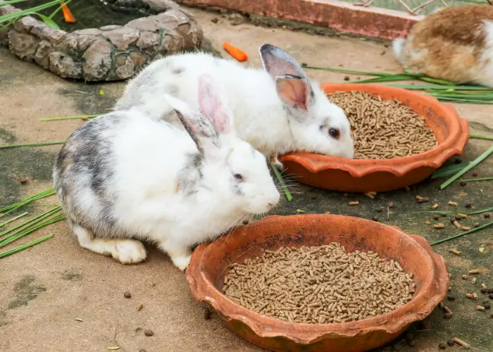 rabbits eating pellets in bowls