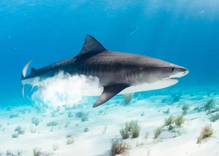 sand tiger shark in the ocean farting