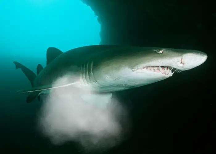  shark in dark waters farting 