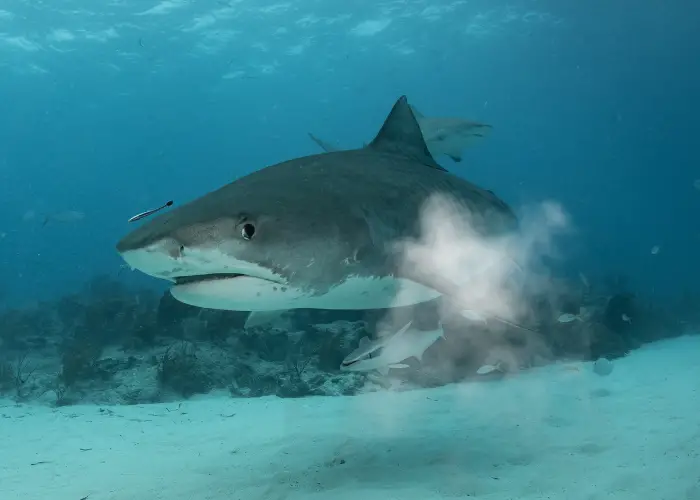  shark in the water farting