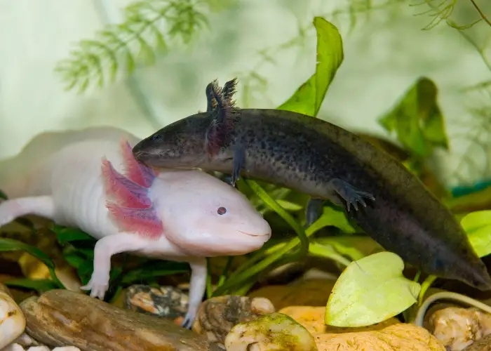 2 axolotls inside the aquarium