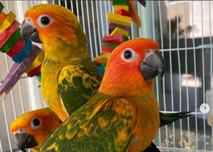  3 red factor sun conures close up image  in a cage