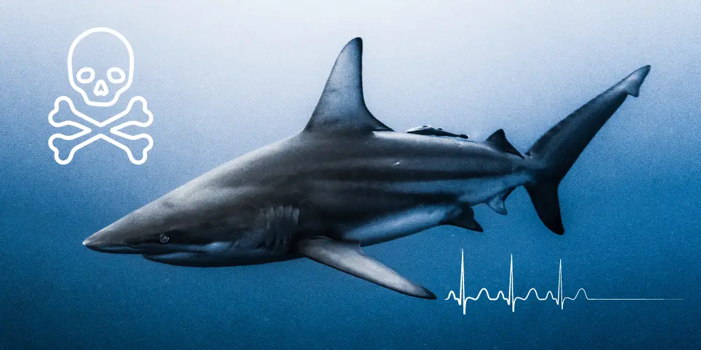 Are Bull Sharks Dangerous article featured image
