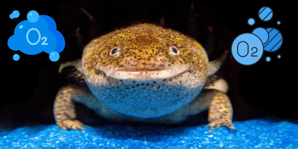 Can Axolotls Breathe Air article featured image