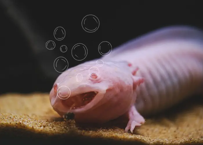 axolotl breathing in the water