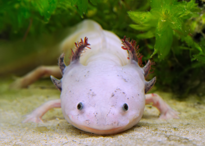 axolotl in th eaquarium close up view