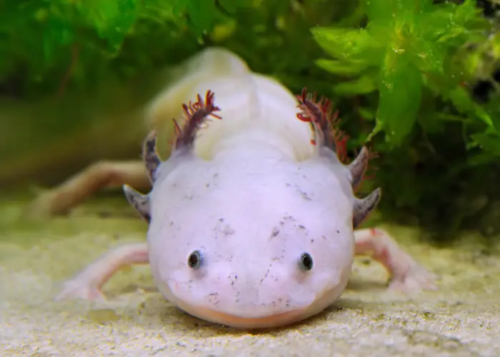 axolotl in th eaquarium close up view