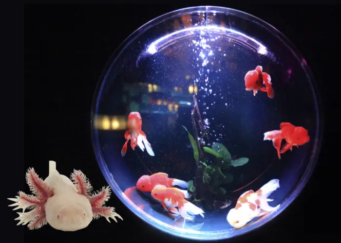 axolotl outside the aquarium