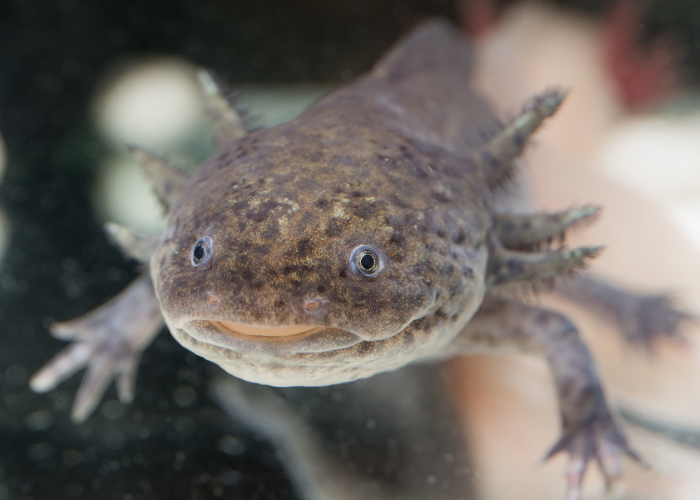 brown axolotl close up photo