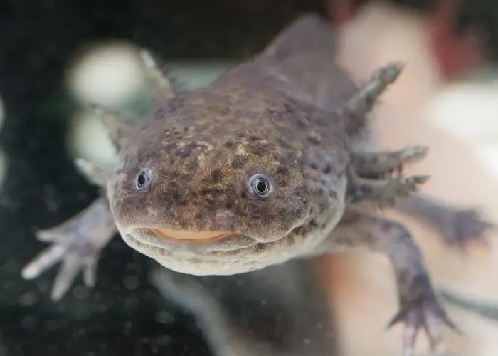 brown axolotl close up photo