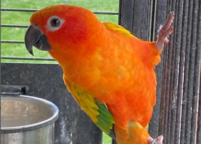 red factor sun conure in a cage