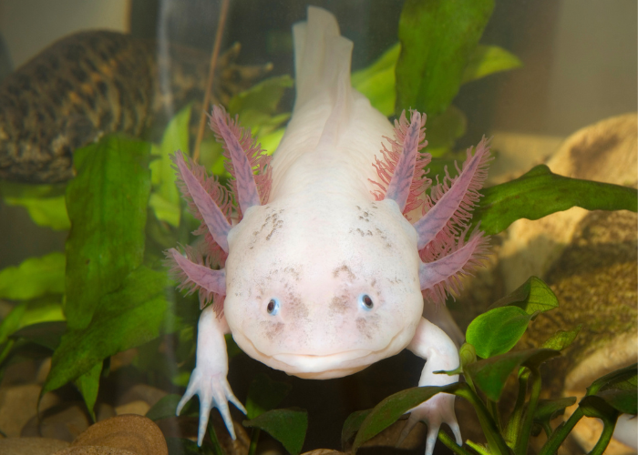 white axolotl in an aquarium