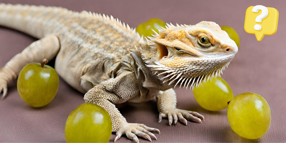Can Bearded Dragons Eat Grapes post featured image
