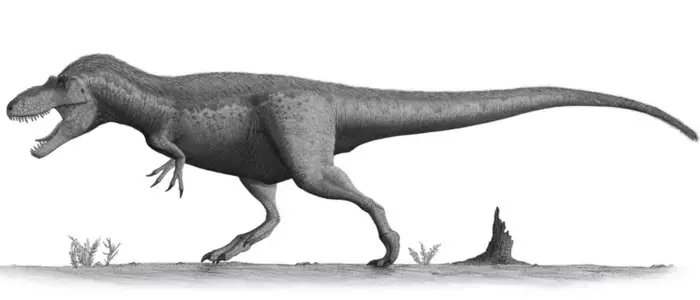 Daspletosaurus on white background