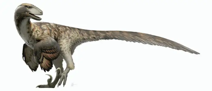 Deinonychus dinosaur on white background