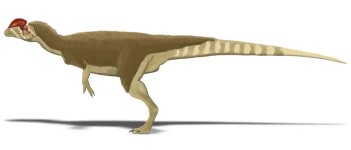 Dilophosaurus dinosaur on white background