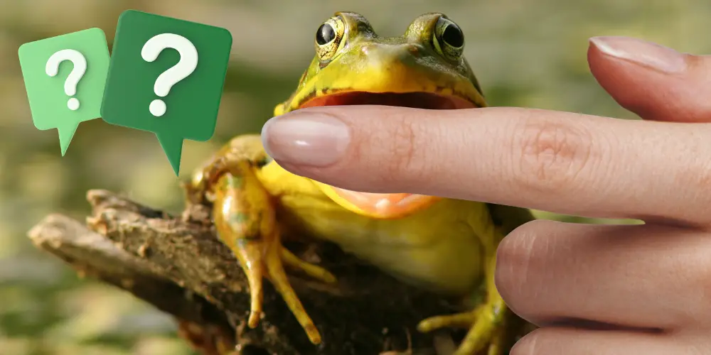 Do Frogs Bite article featured image