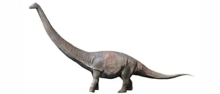 Dreadnoughtus on white background