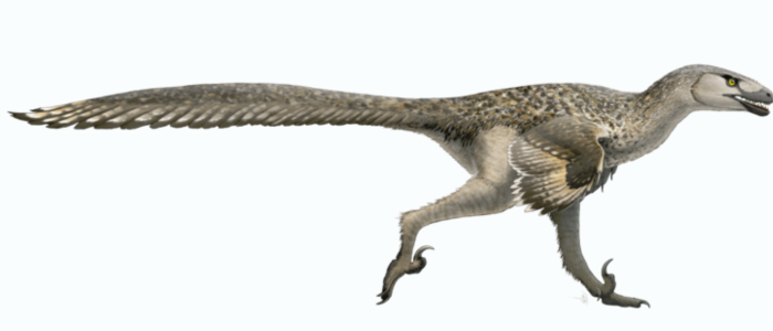 Dromaeosaurus image