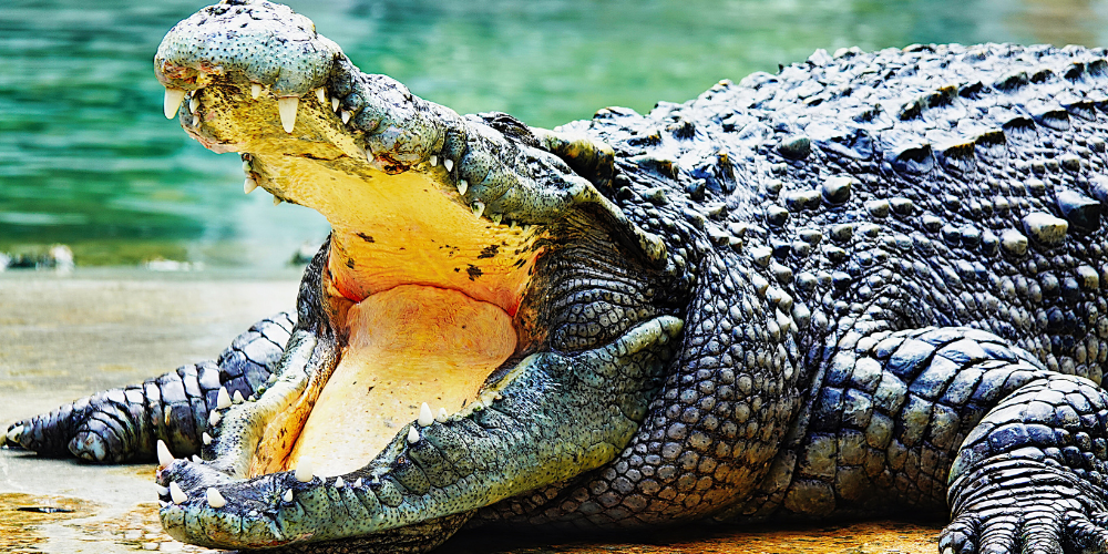 How Many Teeth Does a Crocodile Have article featured image