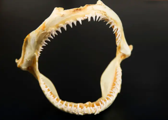 Shark's Jaw and Teeth