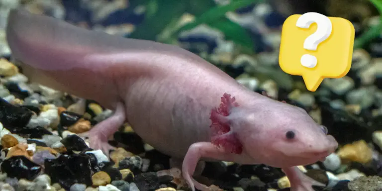 What Do Axolotls Eat Nutritious Food Options 