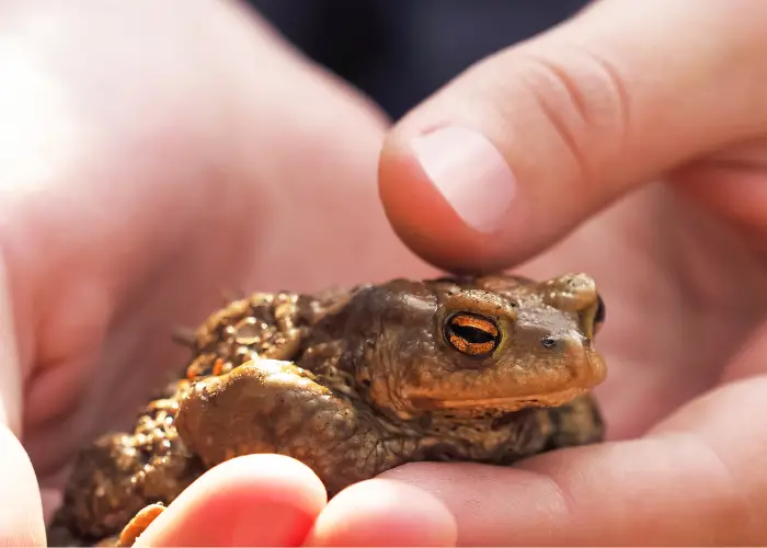 a young child holding a frog