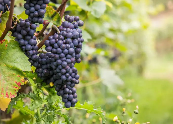 black grapes in a tree