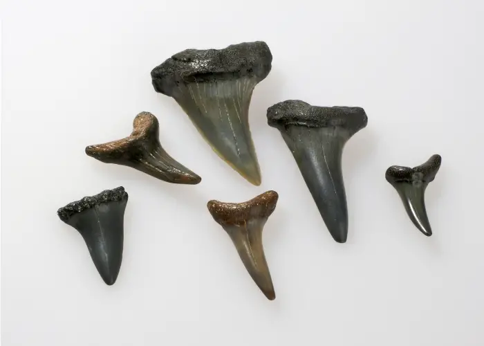 fossil shark teeth