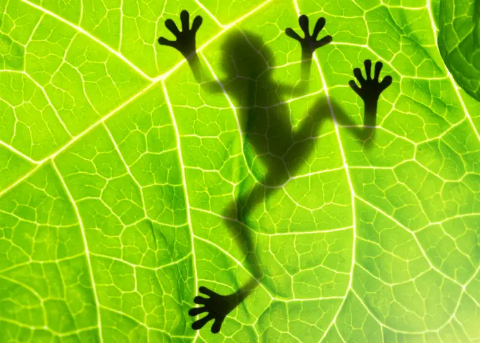 frog shadow on a leaf