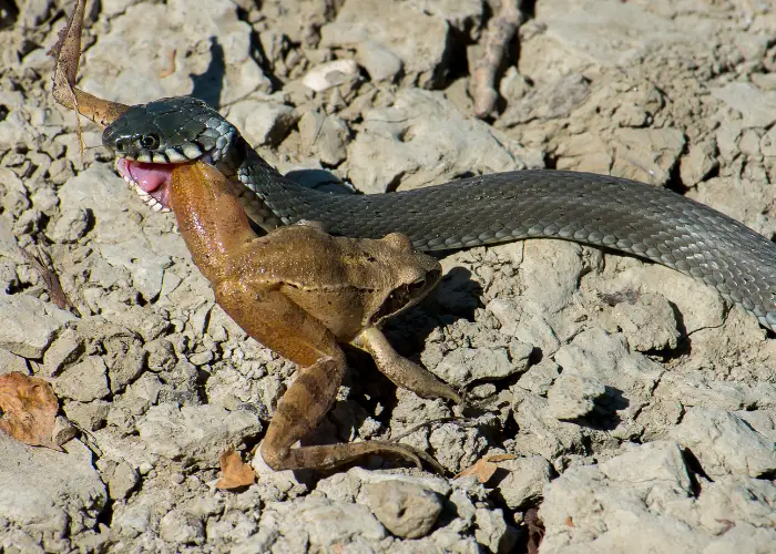 snake biting the frog in the left leg