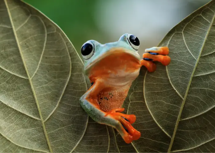 tree frog in between leaves